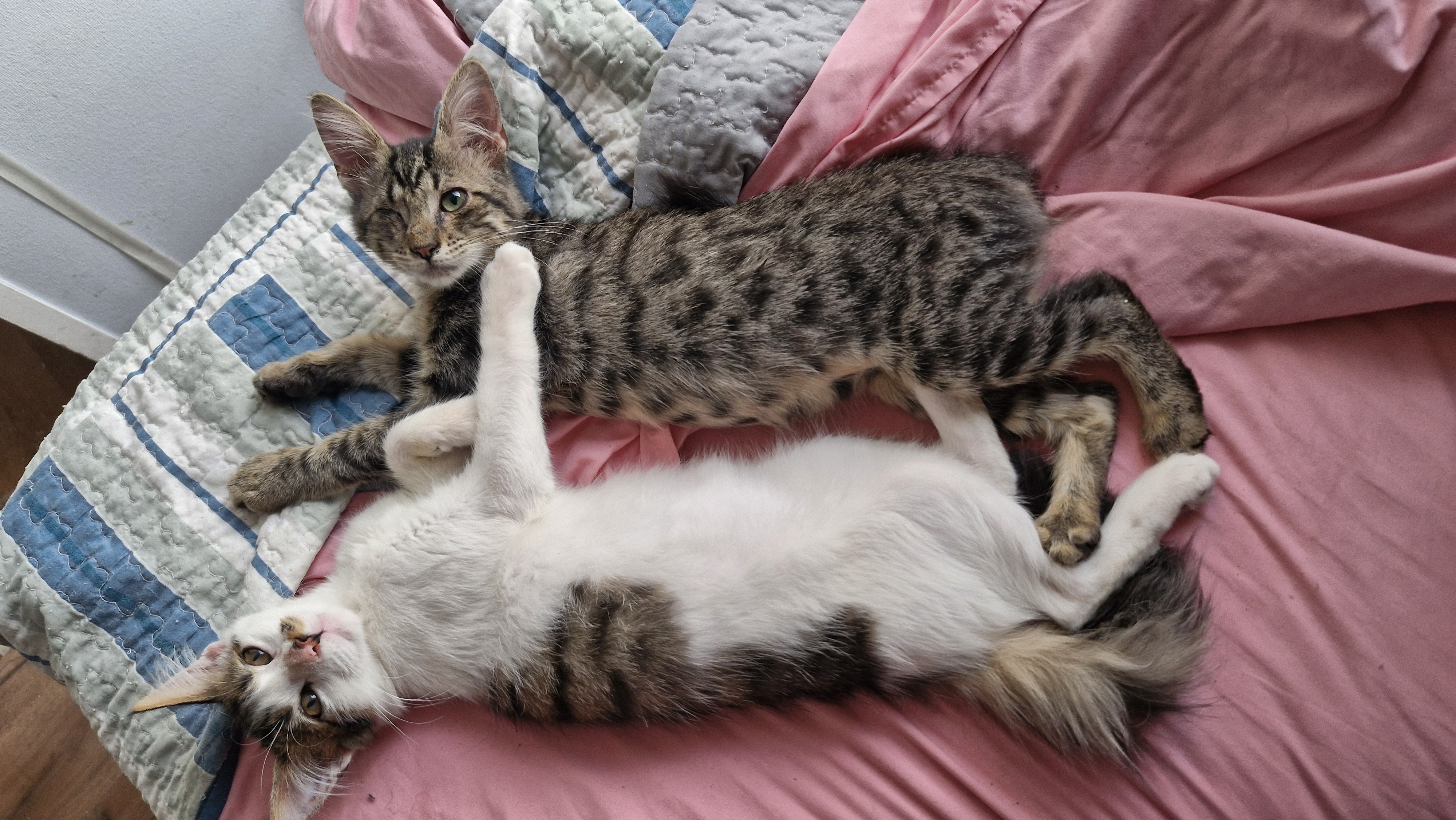 Natto (Porotito) foto 5