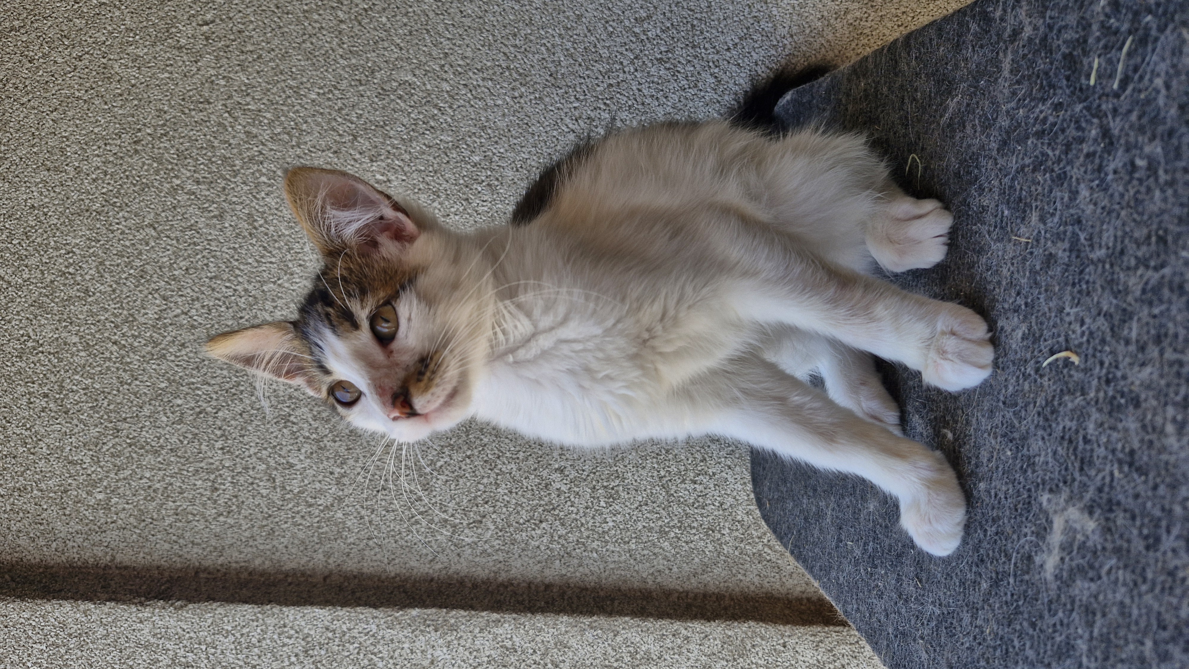 Natto (Porotito) foto 6