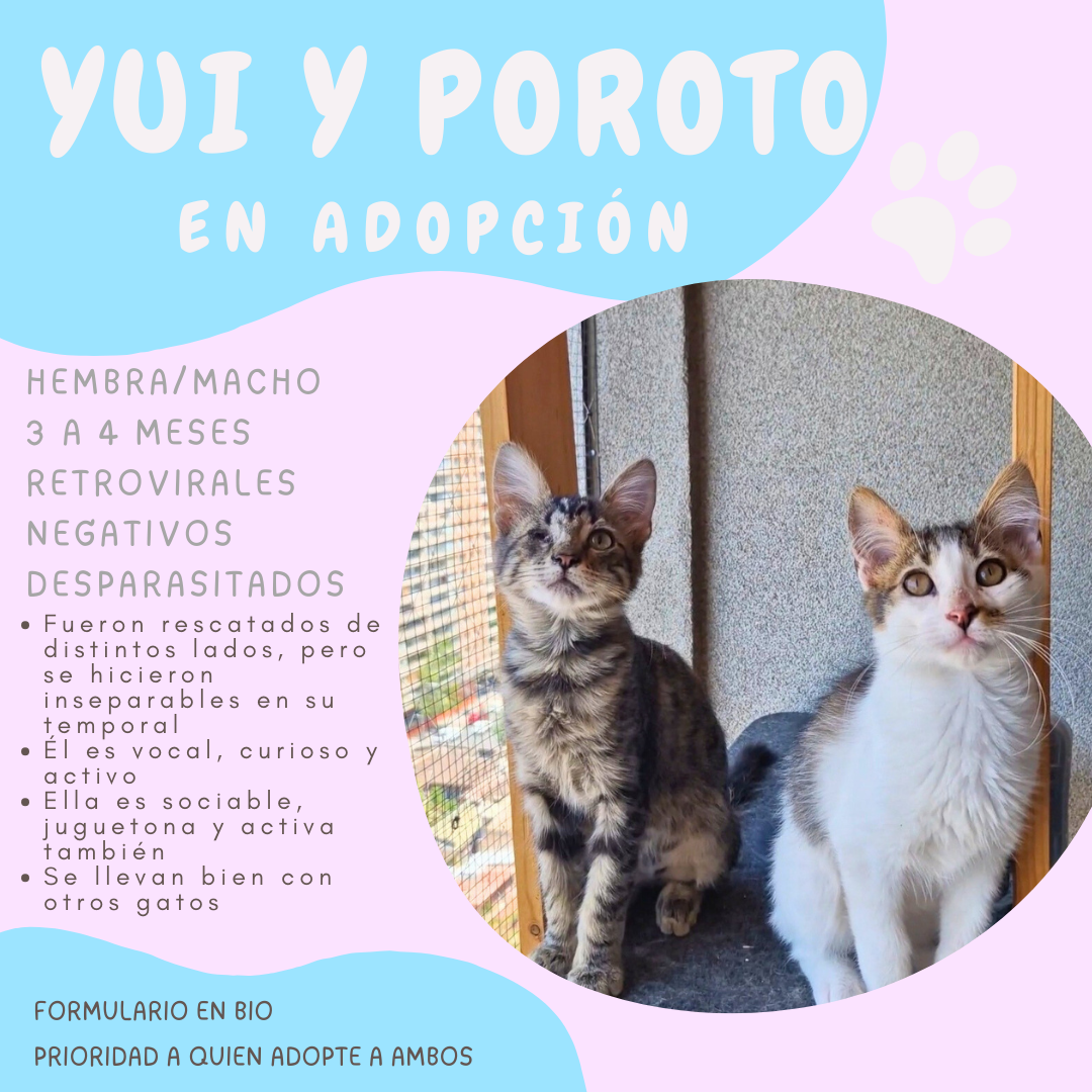 Foto de Natto (Porotito)