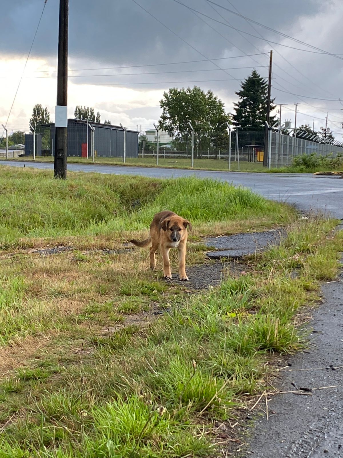 Bruce (Rescatado en garita sur) foto 2