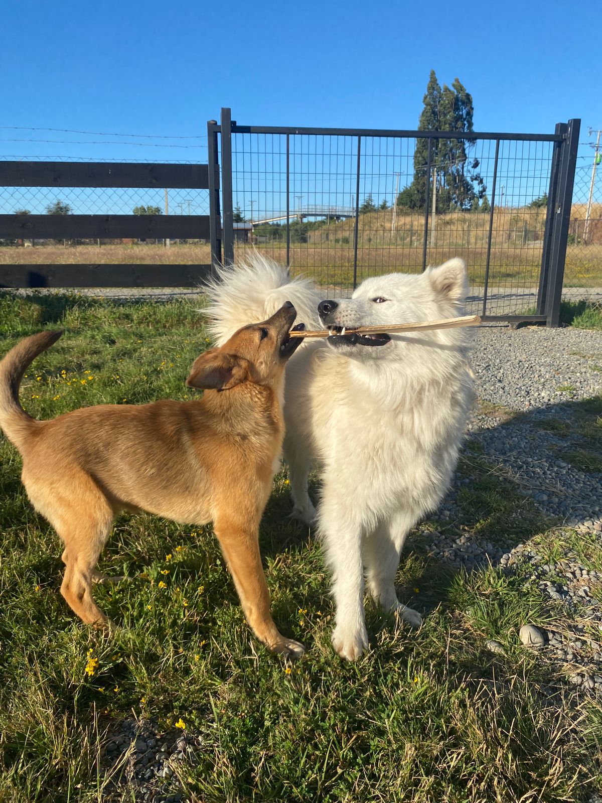 Bruce (Rescatado en garita sur) foto 3