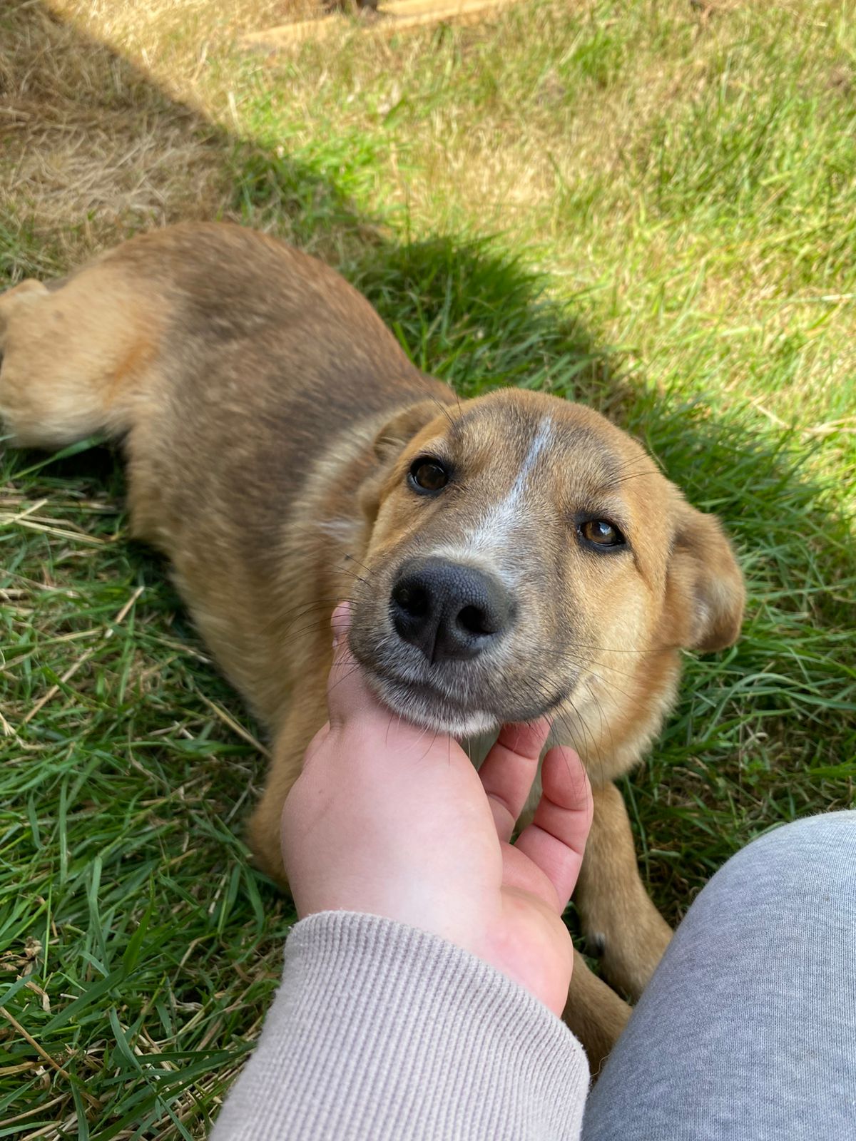 Foto de Bruce (Rescatado en garita sur)