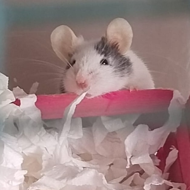 Foto de Gus Gus 🐁