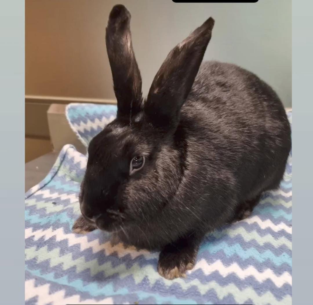 Elektra Julieta foto 1