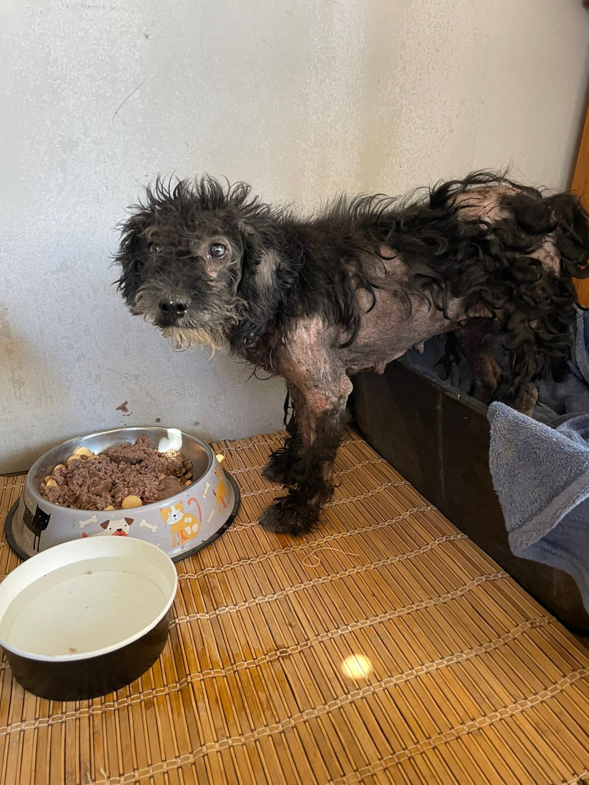 Foto de princesa encantos