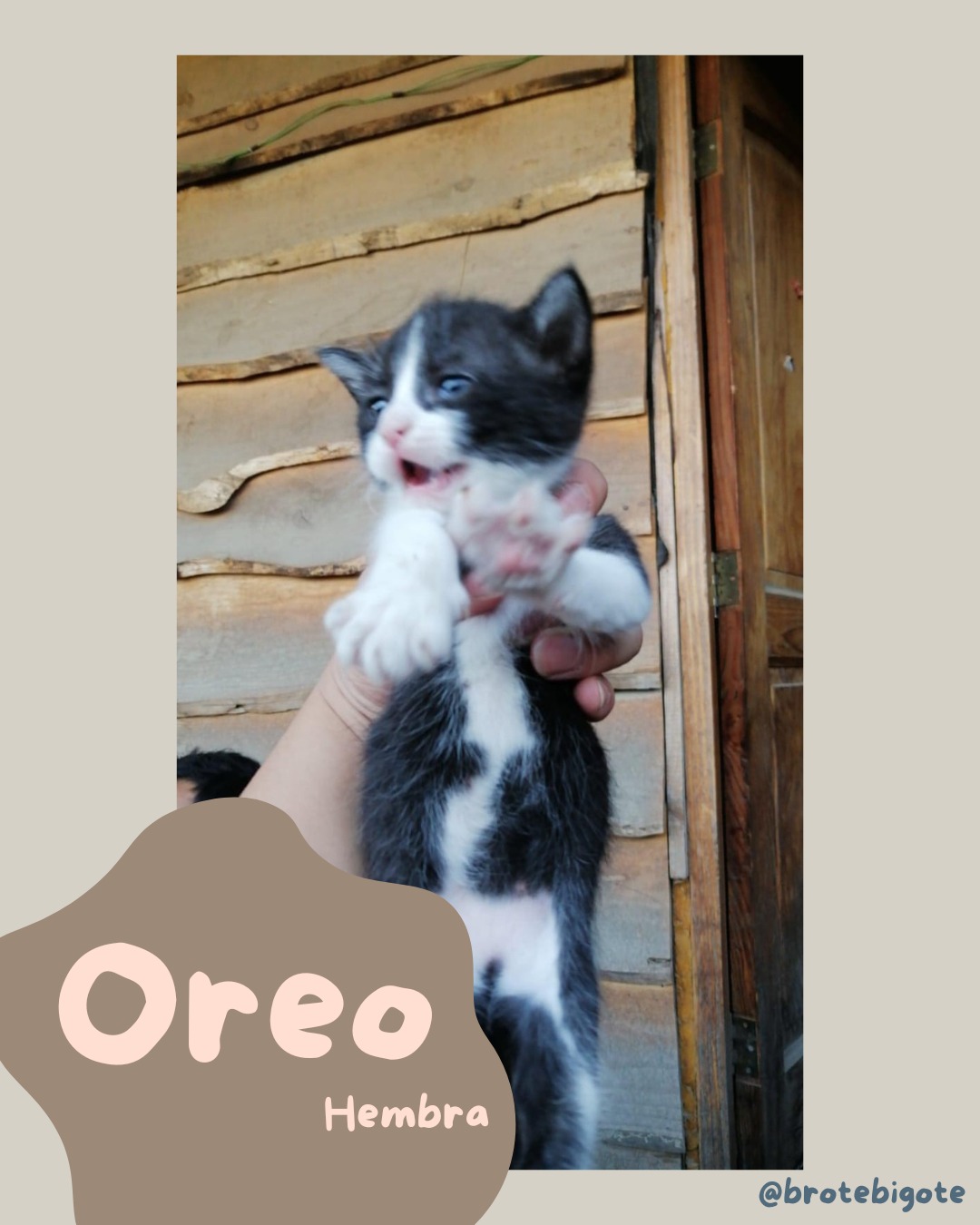 Foto de Oreo