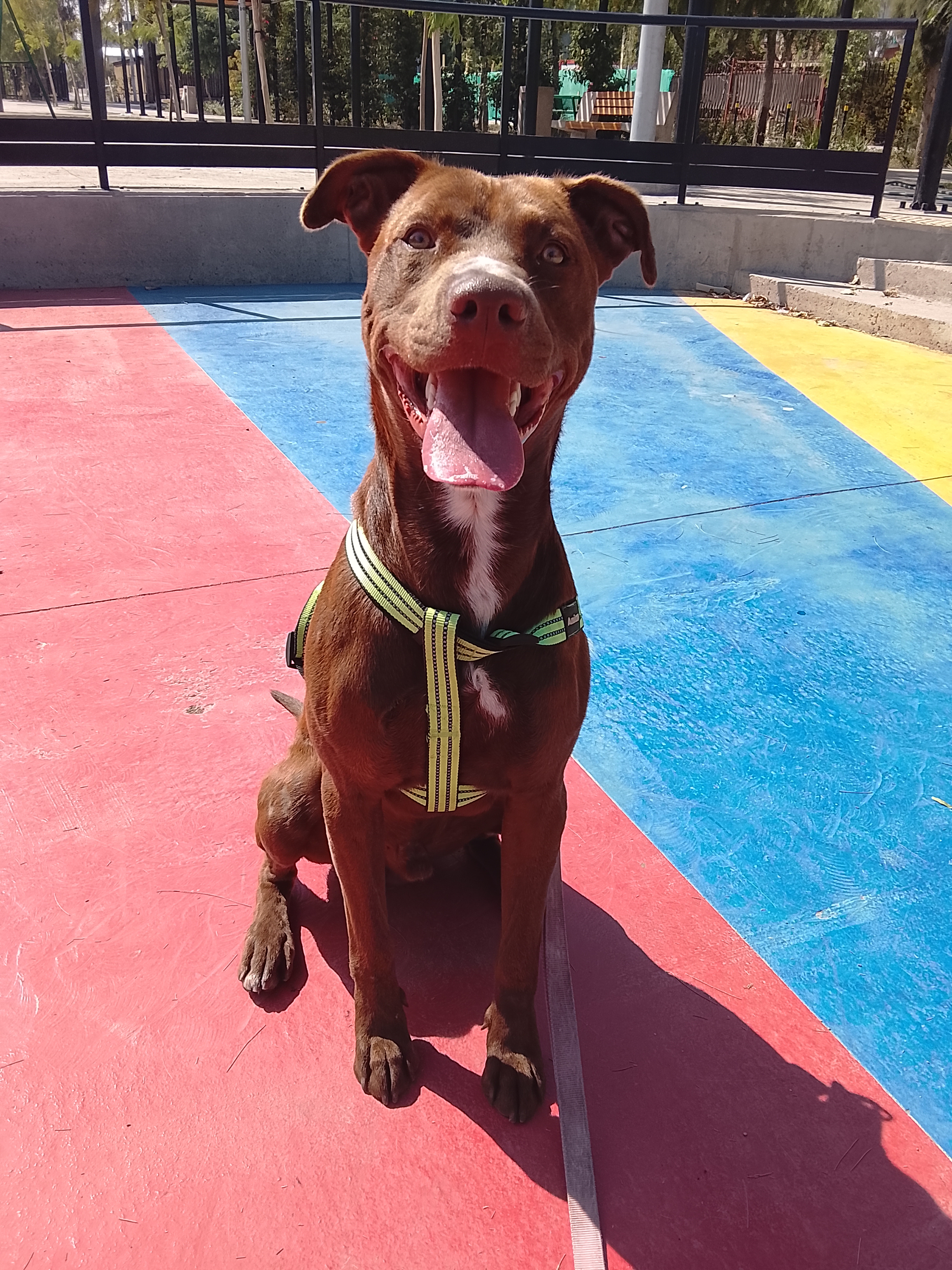 Foto de soy un hermoso chocolate con carita de pitbull. el inicio de mi vida no fue muy bueno,fui muy maltratado y eso me hizo reactivo pero he aprendido a dar paseos tranquilo y jugar en el parque con otros perros...estoy castrado,desparasitado y vacunado