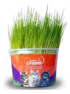 Mister Graminha Para Gatos