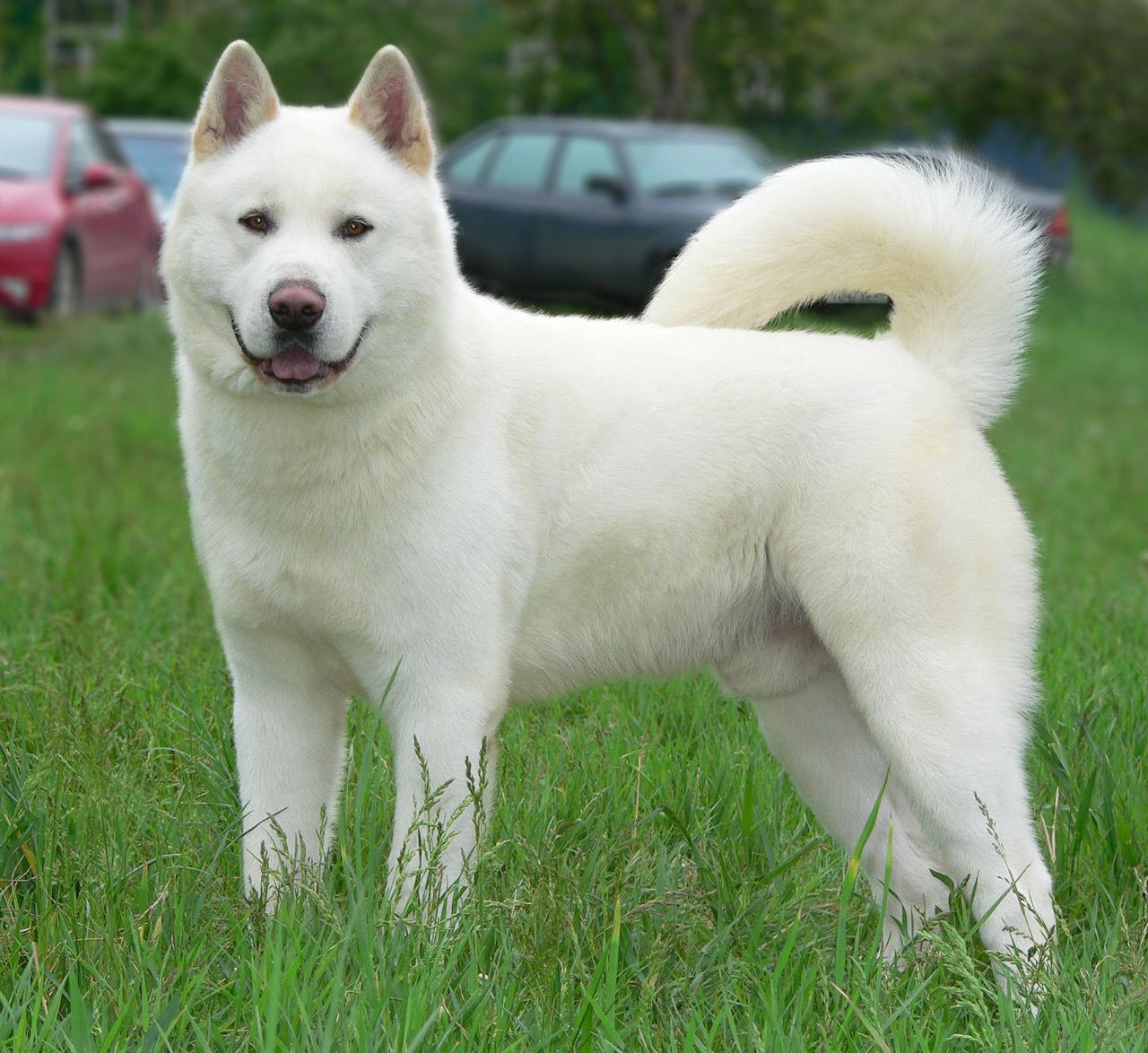 Akita Inu