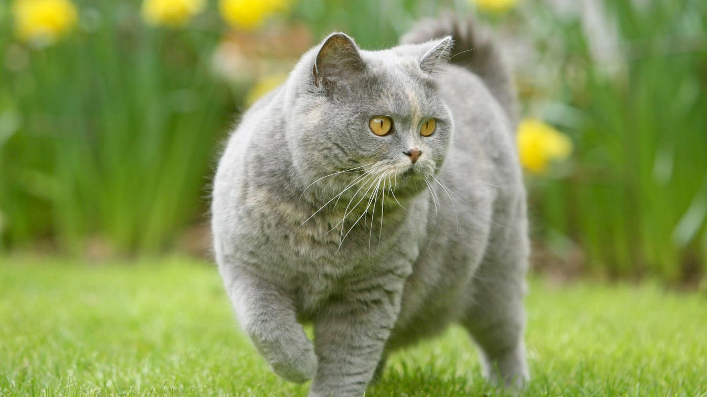 British Shorthair