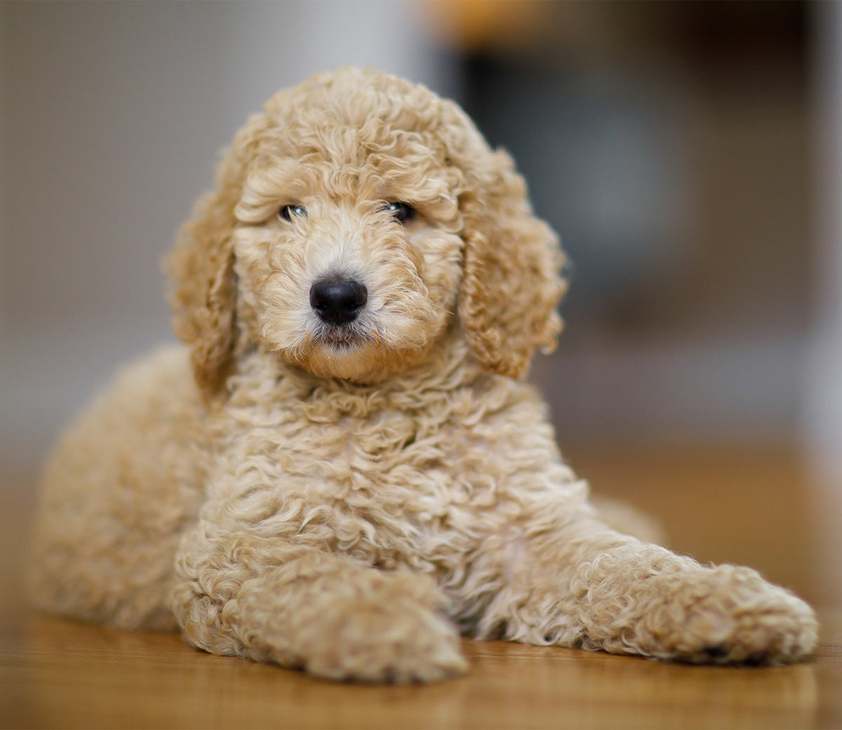Toy Poodle