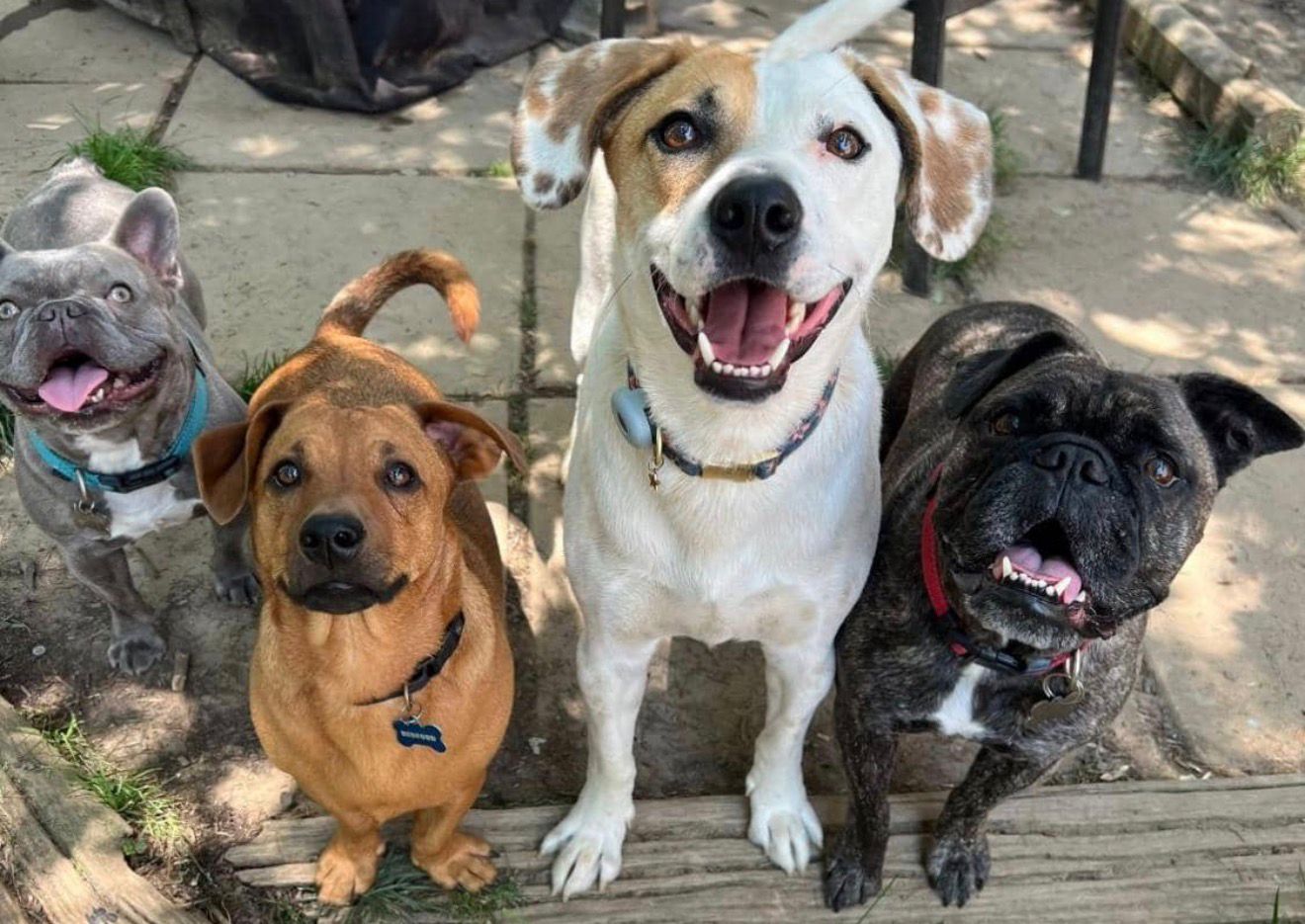 Happy dog being cared for