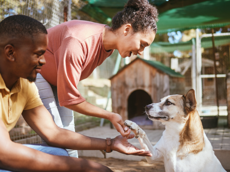 5 Creative Ways to Market Your Pet Care Business and Attract More Clients