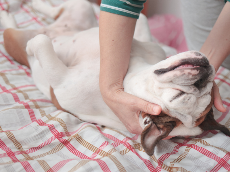 Your First Week with a New Puppy: A Survival Guide