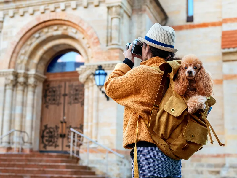 Your Guide to Success: Maximizing Your Profile on PetPal Calendar