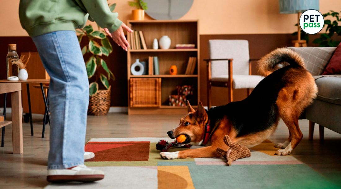 Un dueño se propone entrenar a tu perro con una pelota, están los dos en el salón, el perro raza pastor alemán con una pelota en la boca y un peluche a su lado, el dueño o dueña le pide que se la dé.