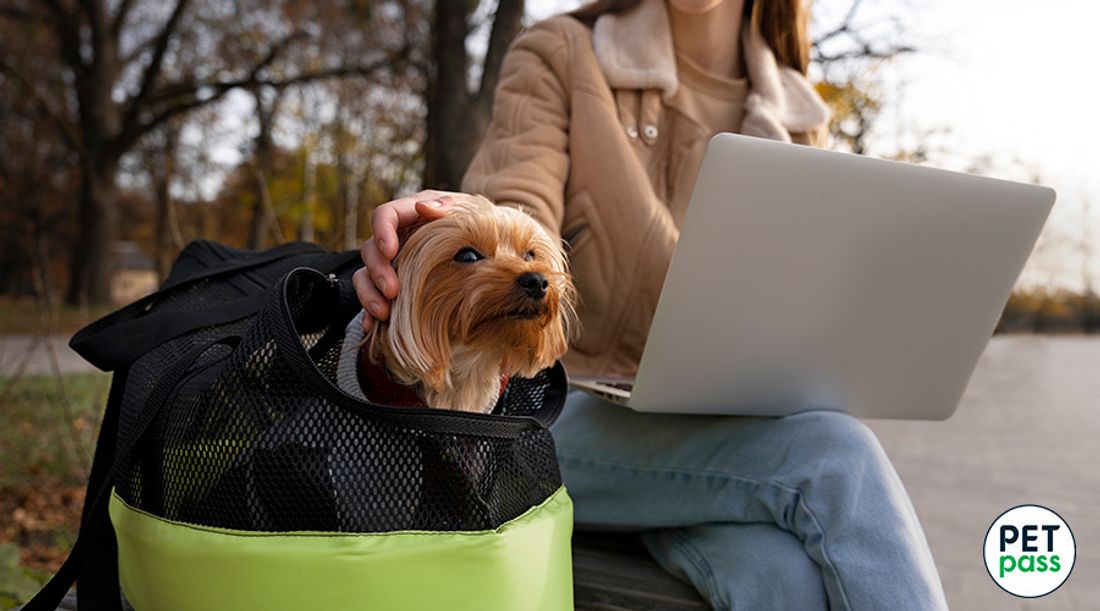 Persona acariciando a un perro pequeño en una bolsa de transporte mientras usa una laptop para buscar sobre seguros de responsabilidad civil para perros baratos.