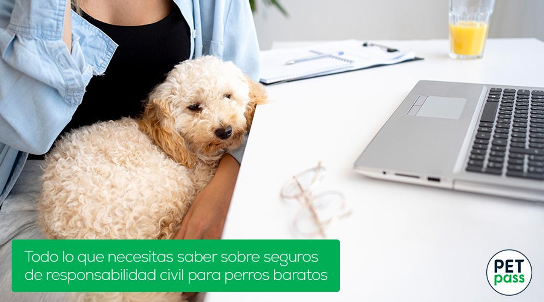 Persona trabajando en su escritorio con un perro pequeño y esponjoso en su regazo