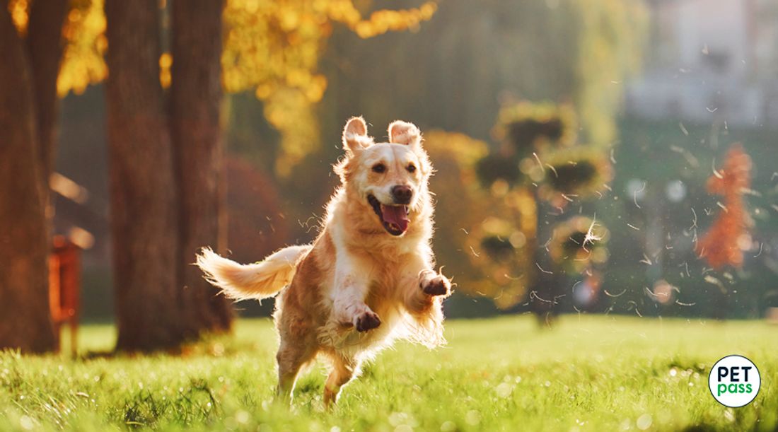 Perro corriendo y saltando feliz en un parque con árboles.