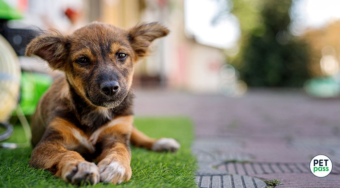 cachorro tumbado sobre el jardín de una casa.