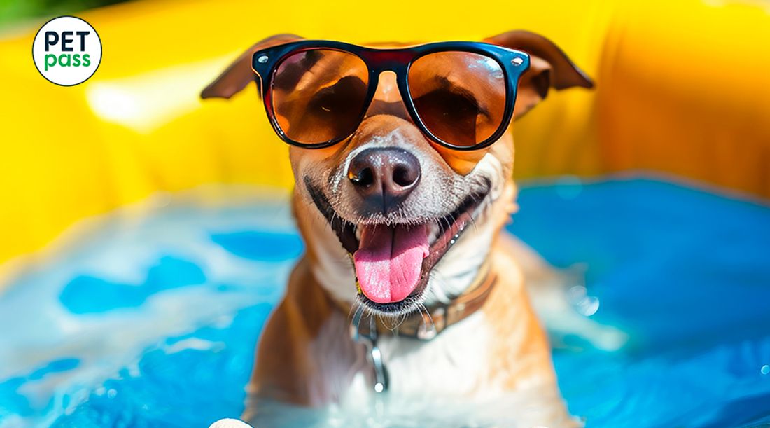 Perro con gafas de sol en una piscina, eso es lo que podrás lograr si te vas de Vacaciones con tu perro