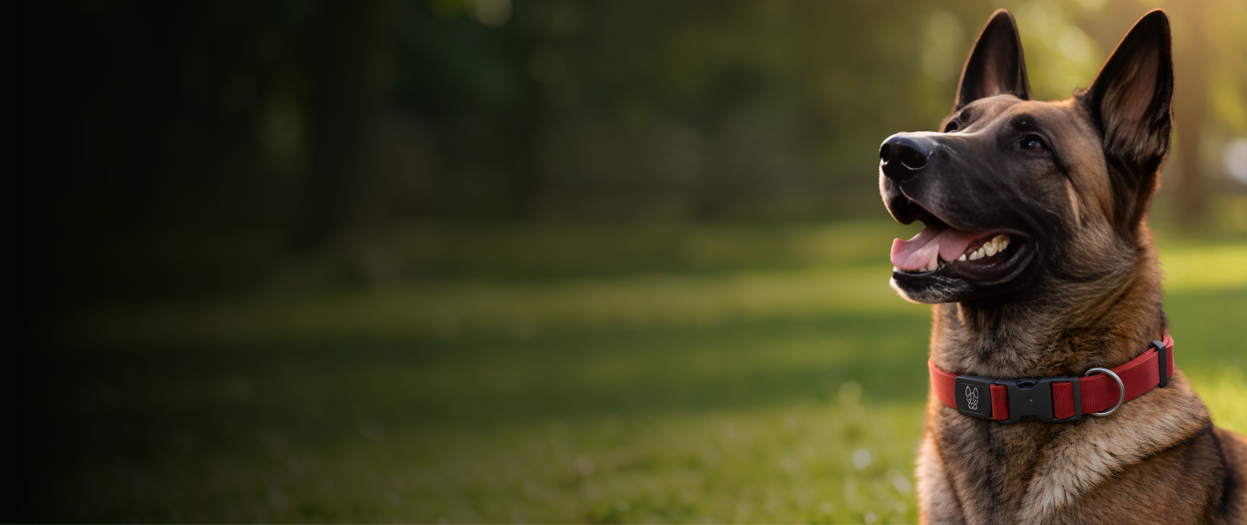 Happy dog wearing Marshee smart collar