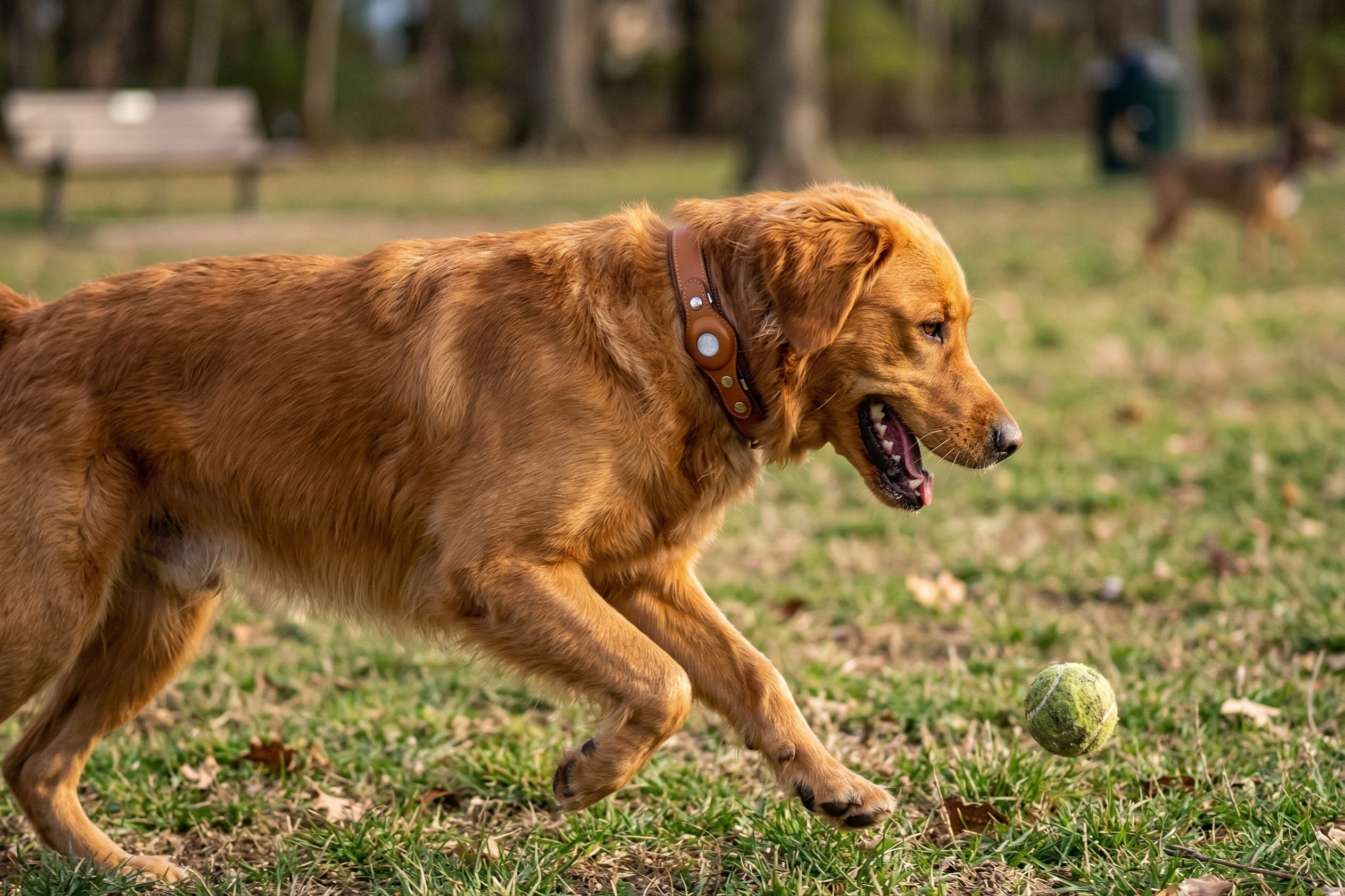 Happy dog
