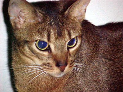 Abyssinian — 1