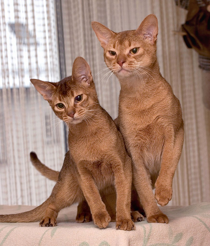 Abyssinian — 2