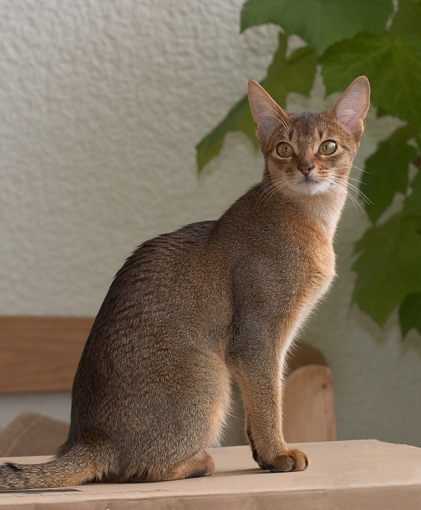 Abyssinian — 3