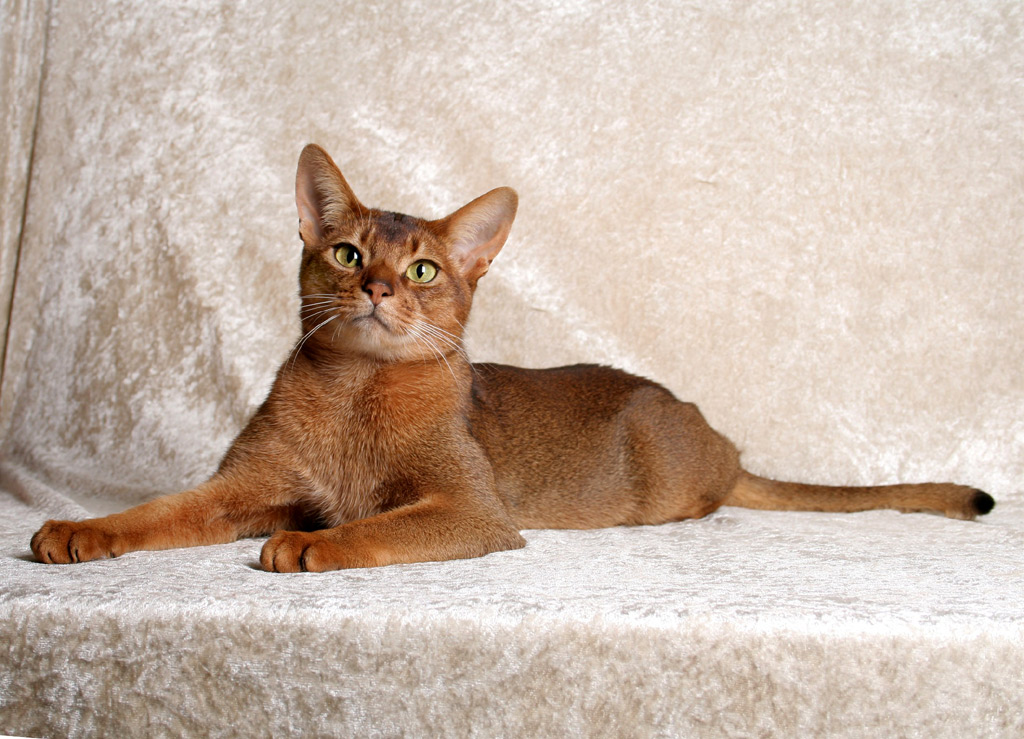 Abyssinian — 4