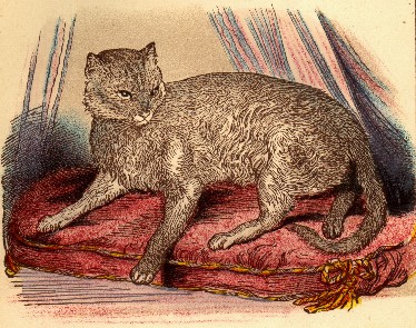 Abyssinian — 5