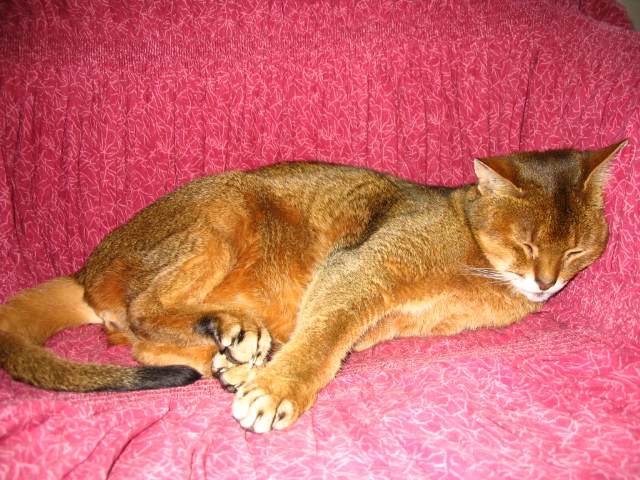 Abyssinian — 6