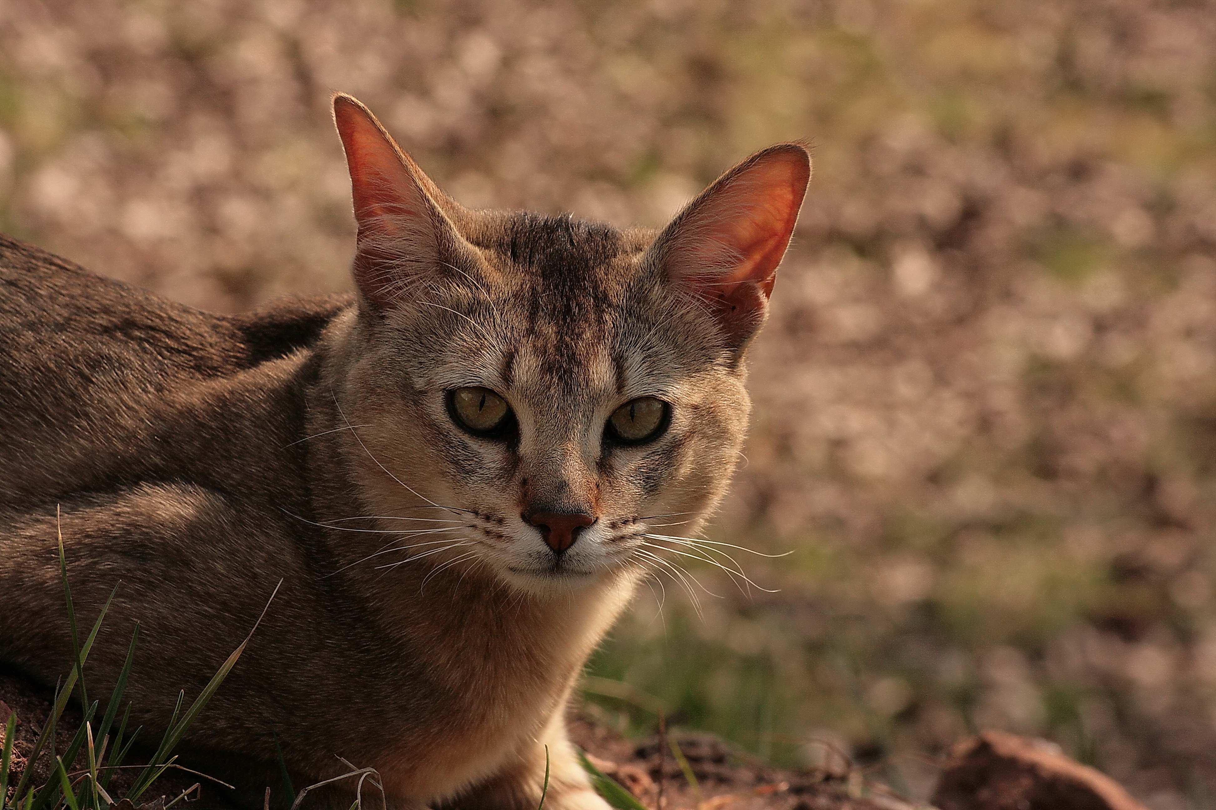 Abyssinian