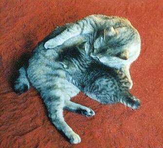 American Bobtail — 1