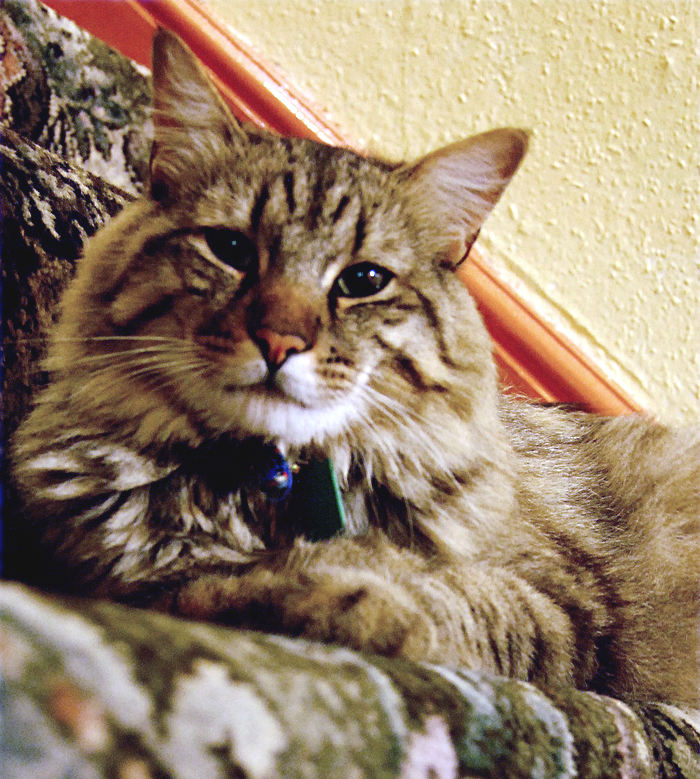 American Bobtail — 2
