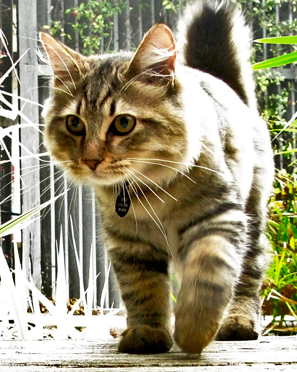 American Bobtail — 3
