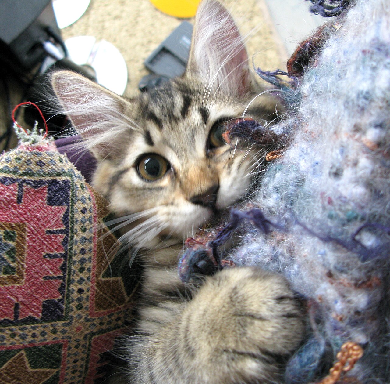 American Bobtail — 4