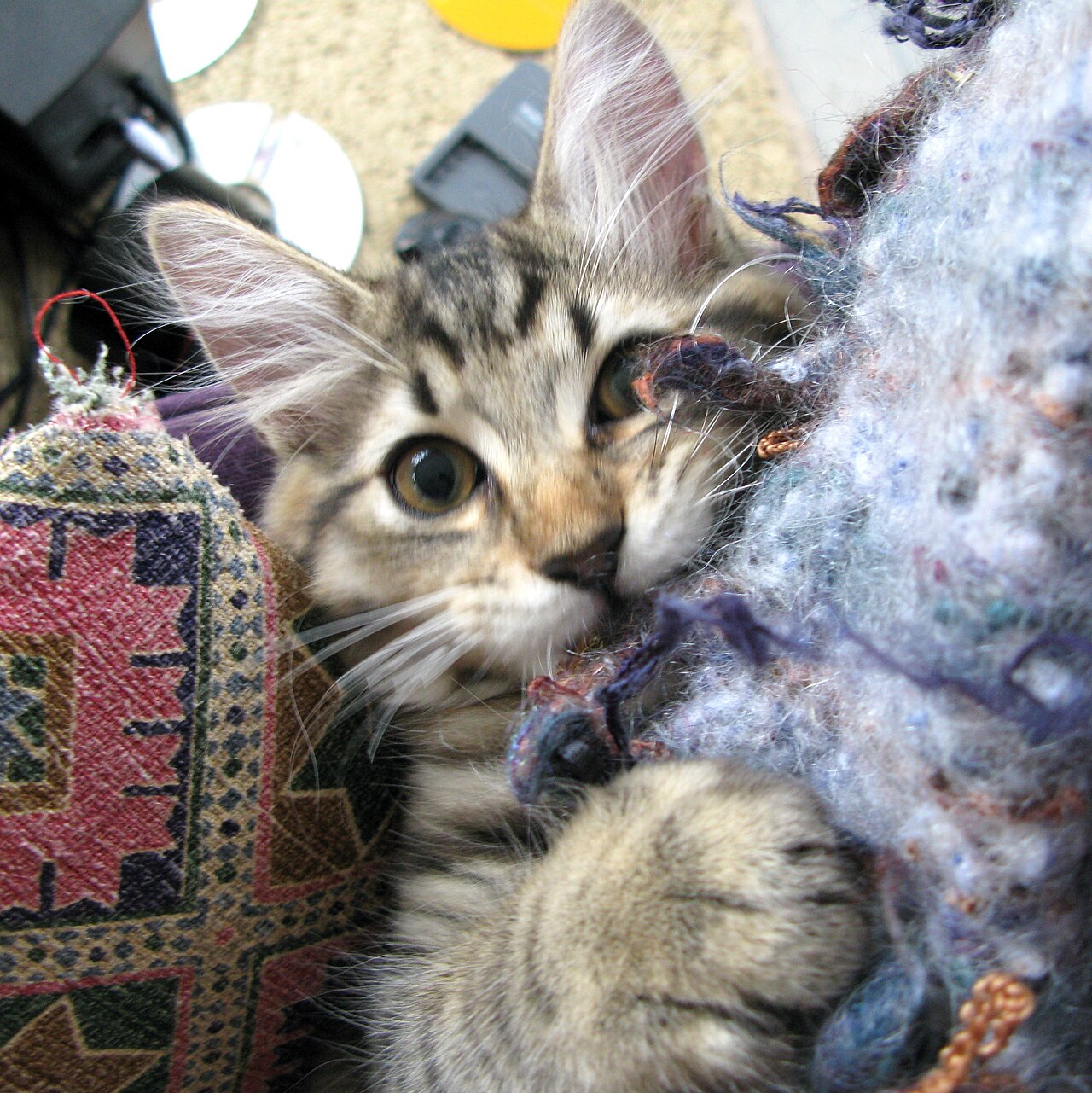 American Bobtail — 5
