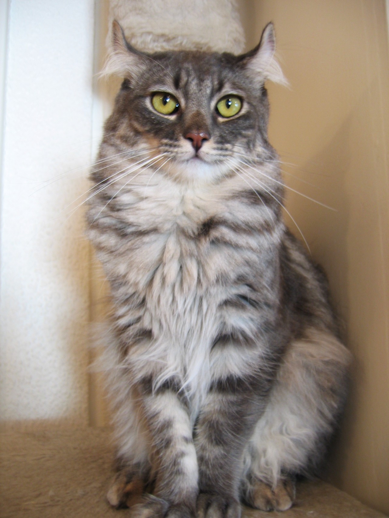 American Curl — 1