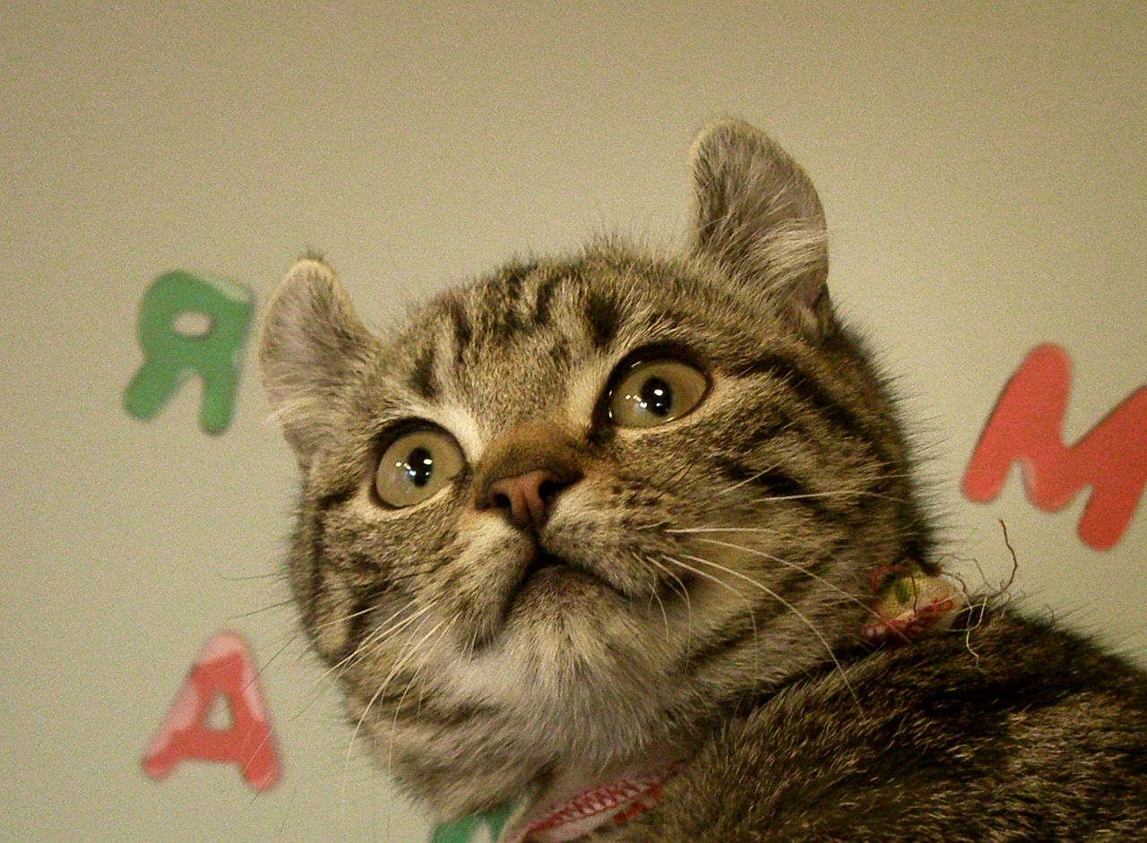 American Curl — 2