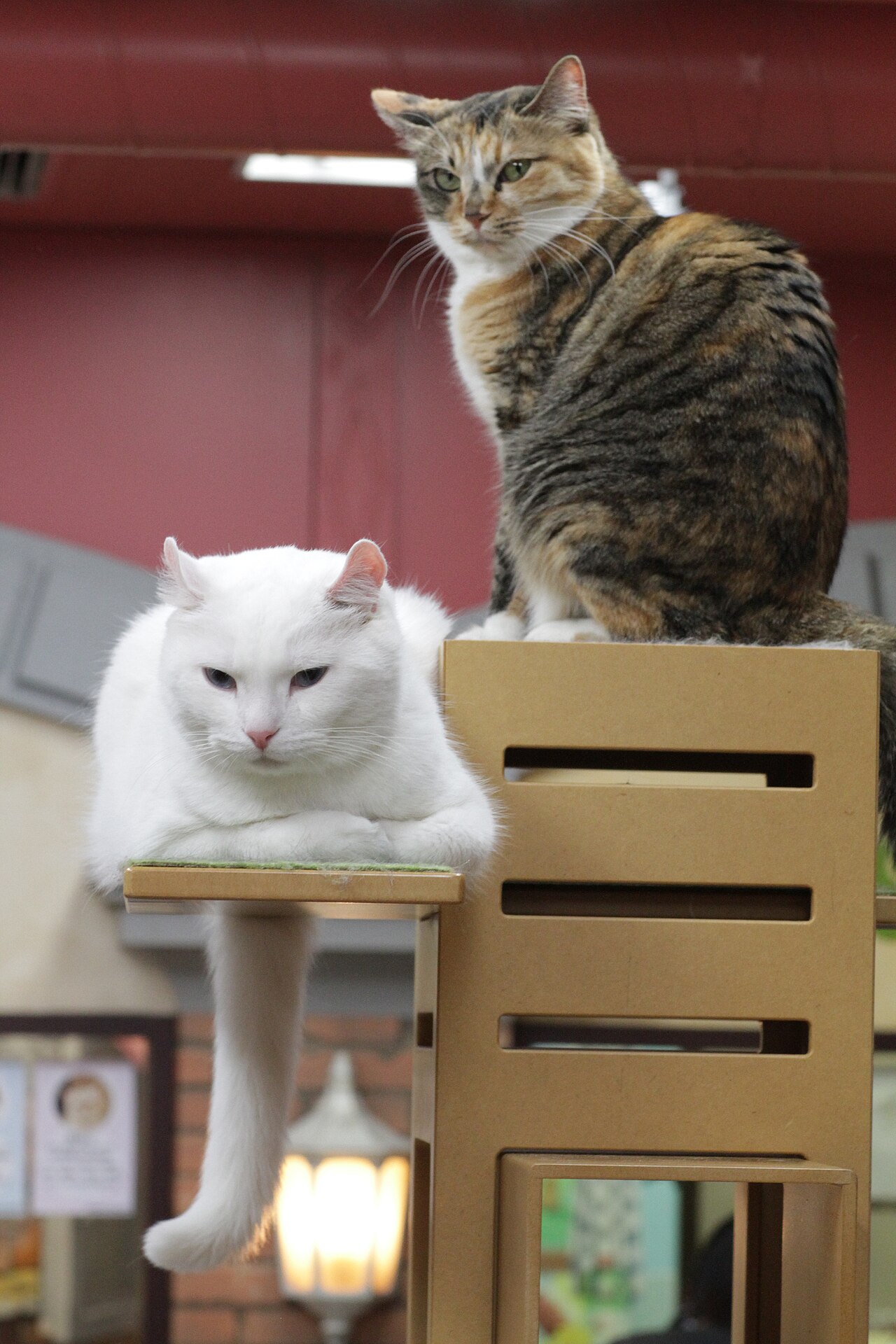American Curl — 3