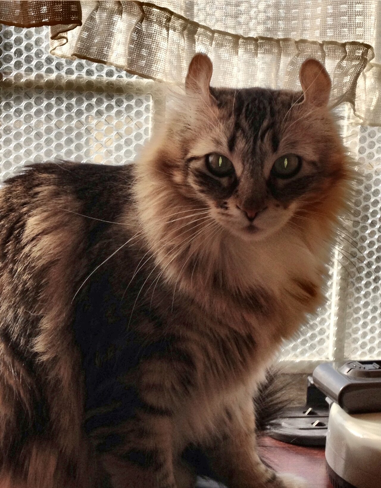 American Curl — 4