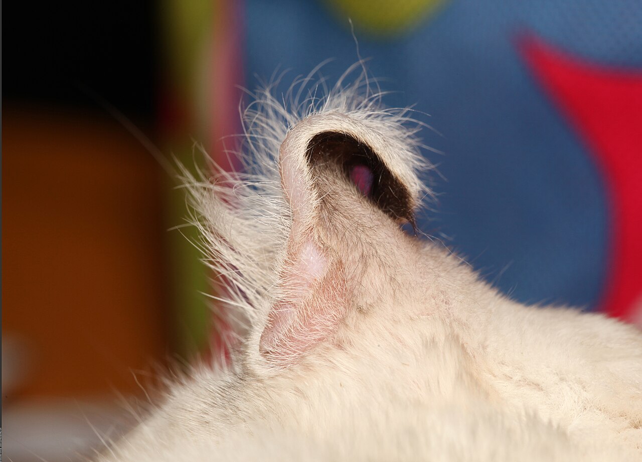 American Curl — 5