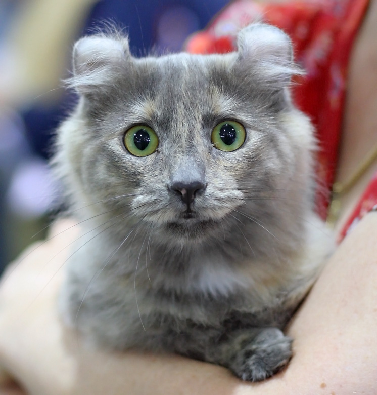 American Curl — 6