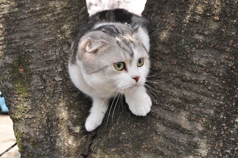 American Curl