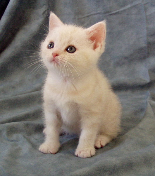 American Shorthair — 1