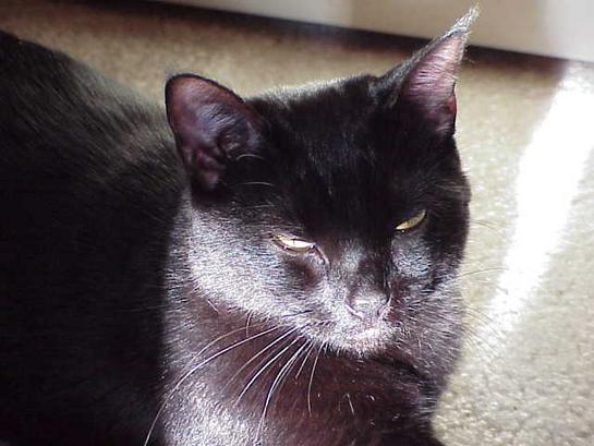 American Shorthair — 2