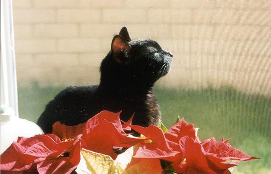 American Shorthair — 3