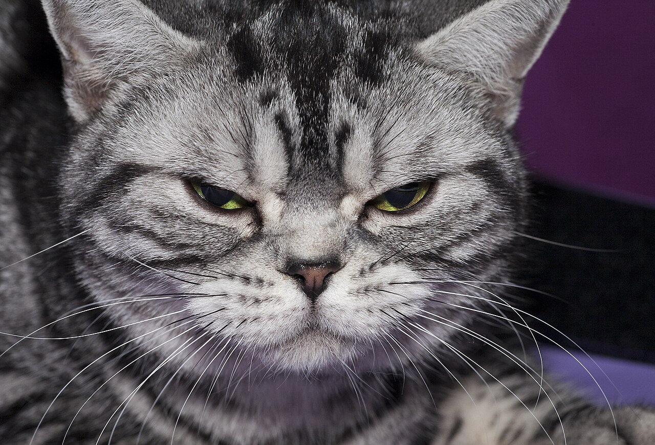American Shorthair — 5